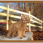 goldendoodle service dog