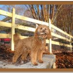 goldendoodle service dog