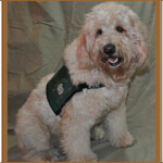 goldendoodle service dog