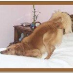 dog on bed 2