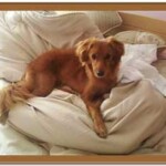 dog on bed