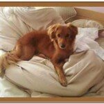 dog on bed