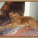 dog at stairs