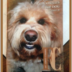 goldendoodle on front cover of magazine