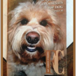 goldendoodle on front cover of magazine