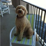 Goldendoodle sitting in chair