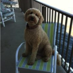Goldendoodle sitting in chair