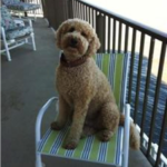 Goldendoodle sitting in chair