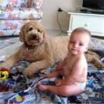 Goldendoodle with a baby