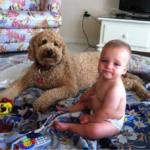 Goldendoodle with a baby