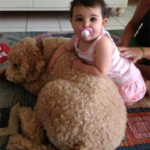 Toddler with goldendoodle Fox Creek Farm Goldendoodle Puppies for Sale