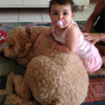 Toddler with goldendoodle Fox Creek Farm Goldendoodle Puppies for Sale