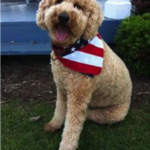 Bogart the goldendoodle