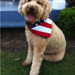 Bogart the goldendoodle