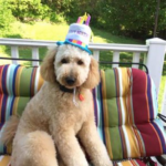 Goldendoodle with Birthday Hat at Fox Creek Farm