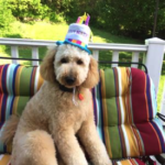 Goldendoodle with Birthday Hat at Fox Creek Farm