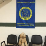 Goldendoodle Dog sitting in chair at Canine Good Citizen