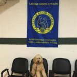 Goldendoodle Dog sitting in chair at Canine Good Citizen
