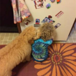 Dog and boy playing