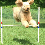 Goldendoodle jumping hurdle Fox Creek Farm in WV