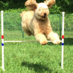 Goldendoodle jumping hurdle Fox Creek Farm in WV