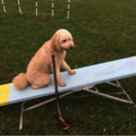 Goldendoodle on teeter totter dog party