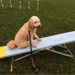 Goldendoodle on teeter totter dog party