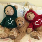 Goldendoodle dog blending in with teddy bear stuffed animals