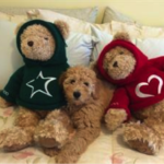 Goldendoodle dog blending in with teddy bear stuffed animals