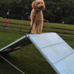 goldendoodle at dog park training