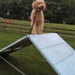 goldendoodle at dog park training