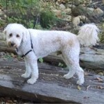 white goldendoodle standard size fox creek farm