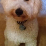 fluffy white Goldendoodle