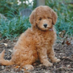 Molly mini goldendoodle puppy at Fox Creek Farm