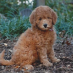 Molly mini goldendoodle puppy at Fox Creek Farm