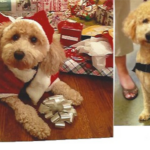 goldendoodle at christmas party with santa outfit on