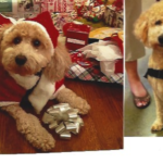 goldendoodle at christmas party with santa outfit on