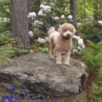 Mini Goldendoodle standing on rock