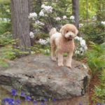 Mini Goldendoodle standing on rock