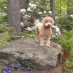 Mini Goldendoodle standing on rock