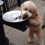 Ziggy the goldendoodle Fox Creek Farm