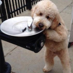 Ziggy the goldendoodle Fox Creek Farm