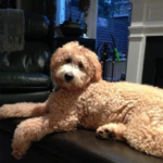 Ziggy the mini goldendoodle