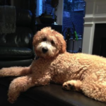 Ziggy the mini goldendoodle