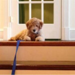 Goldendoodle at top of stairs
