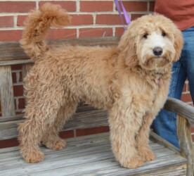 fluffy mini goldnedoodle medium brown